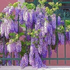 Vibrant Purple Wisteria Plant 3 seeds
